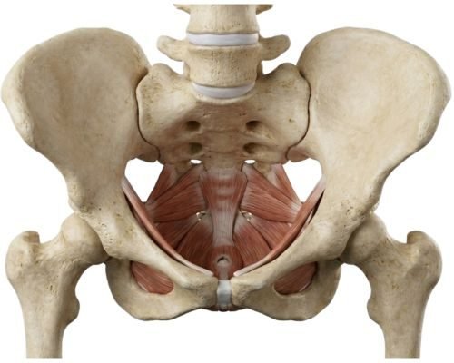 Pelvic Floor Muscles